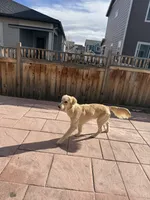 Boone, a male Golden Retriever for sale in Parker, CO – Photo 4 of 5
