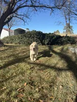 Boone, a male Golden Retriever for sale in Parker, CO – Photo 3 of 5