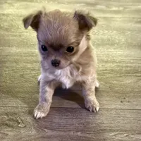 Echo, a female Chihuahua for sale in West Plains, MO – Photo 4 of 6