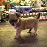 Echo, a female Chihuahua for sale in West Plains, MO – Photo 3 of 6