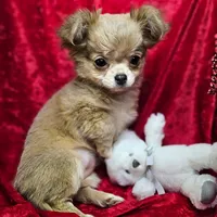 Echo, a female Chihuahua for sale in West Plains, MO – Photo 1 of 6