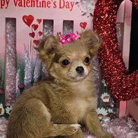 Echo, a female Chihuahua for sale in West Plains, MO – Photo 2 of 6