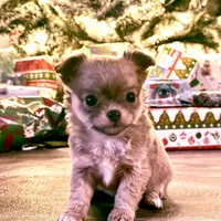 Echo, a female Chihuahua for sale in West Plains, MO – Photo 6 of 6