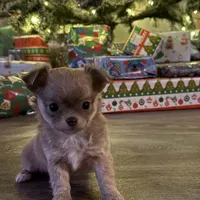 Echo, a female Chihuahua for sale in West Plains, MO – Photo 5 of 6