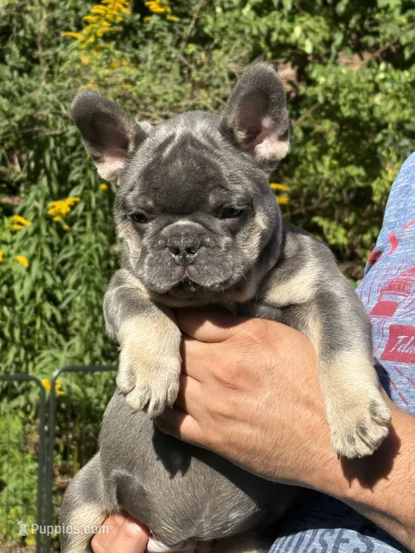 Louie – French Bulldog puppy for sale in New York City, NY