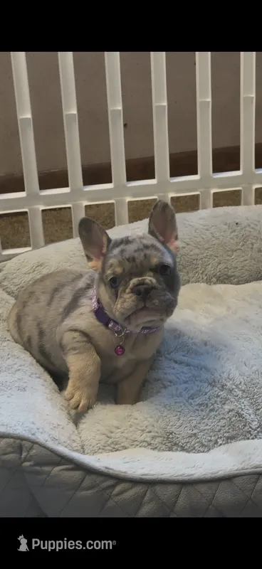 Diesel – French Bulldog puppy for sale in New York City, NY