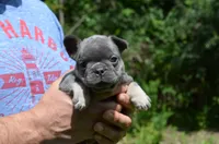 Louie, a male French Bulldog for sale in New York City, NY – 1 of 10