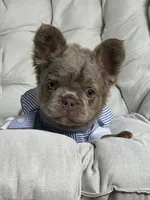 Teddy Bear Fluffy Isabella AKC, a male French Bulldog for sale in New York City, NY – 3 of 10