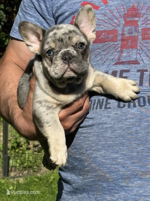 Diesel – French Bulldog puppy for sale in New York City, NY