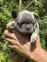 Louie, a male French Bulldog for sale in New York City, NY – 6 of 10