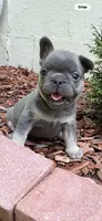 Louie, a male French Bulldog for sale in New York City, NY – 8 of 10