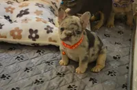 Princess, a female French Bulldog for sale in New York City, NY – 2 of 7