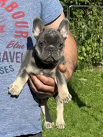 Louie , a male French Bulldog for sale in New York City, NY – 4 of 7