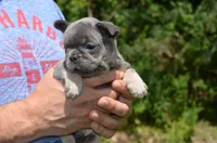 Louie, a male French Bulldog for sale in New York City, NY – 2 of 10