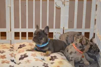 Louie , a male French Bulldog for sale in New York City, NY – 4 of 10