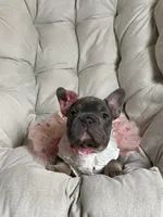 Angel Big Rope AKC fluffy carrier, a female French Bulldog for sale in New York City, NY – 5 of 10
