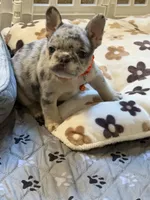 Princess, a female French Bulldog for sale in New York City, NY – 5 of 7