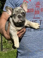 Diesel, a male French Bulldog for sale in New York City, NY – 2 of 5