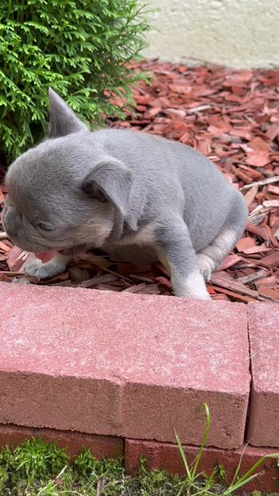 Louie, a male French Bulldog for sale in New York City, NY – 9 of 10