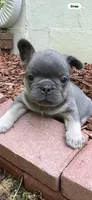 Louie, a male French Bulldog for sale in New York City, NY – 7 of 10
