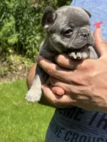 Louie, a male French Bulldog for sale in New York City, NY – 5 of 10