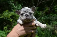 Diesel, a male French Bulldog for sale in New York City, NY – 5 of 10