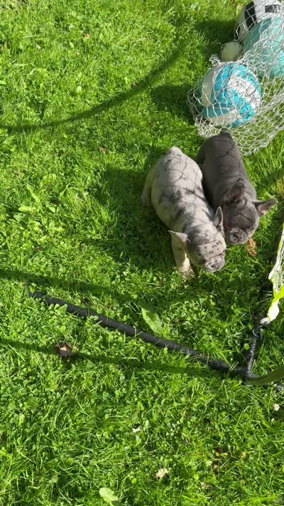 Louie , a male French Bulldog for sale in New York City, NY – 7 of 7
