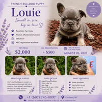 Louie, a male French Bulldog for sale in New York City, NY – 4 of 10