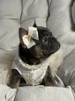 Alicia Fluffy Carrier AKC, a female French Bulldog for sale in New York City, NY – 4 of 10
