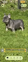 Louie , a male French Bulldog for sale in New York City, NY – 6 of 7