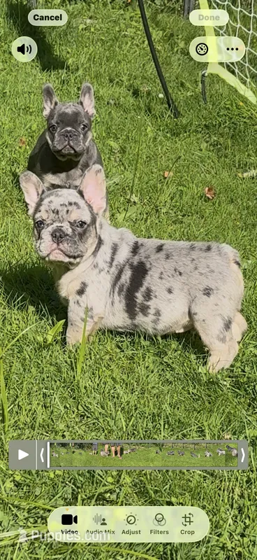 Diesel – French Bulldog puppy for sale in New York City, NY