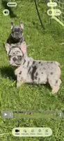 Diesel, a male French Bulldog for sale in New York City, NY – 1 of 5