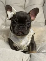 Alicia Fluffy Carrier AKC, a female French Bulldog for sale in New York City, NY – 3 of 10