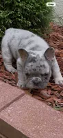Diesel, a male French Bulldog for sale in New York City, NY – 8 of 10