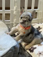 Princess, a female French Bulldog for sale in New York City, NY – 1 of 7