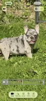 Diesel, a male French Bulldog for sale in New York City, NY – 3 of 5