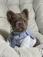 Teddy Bear Fluffy Isabella AKC, a male French Bulldog for sale in New York City, NY – 9 of 10