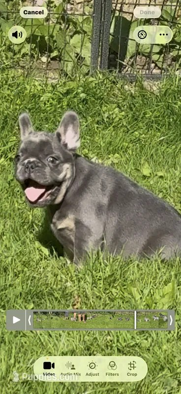 Louie  – French Bulldog puppy for sale in New York City, NY
