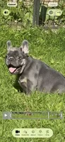 Louie , a male French Bulldog for sale in New York City, NY – 1 of 7