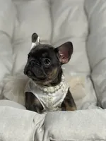 Alicia Fluffy Carrier AKC, a female French Bulldog for sale in New York City, NY – 2 of 10