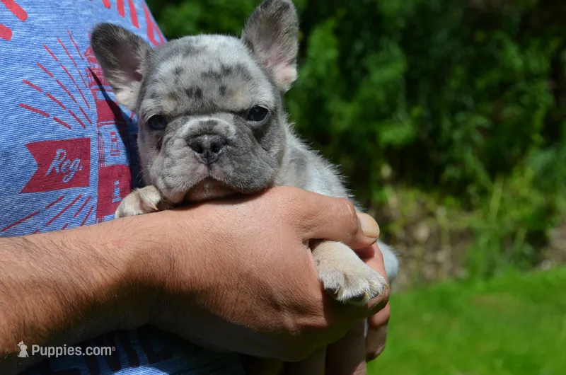 Diesel – French Bulldog puppy for sale in New York City, NY