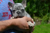 Diesel, a male French Bulldog for sale in New York City, NY – 1 of 10