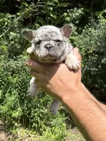 Diesel, a male French Bulldog for sale in New York City, NY – 6 of 10