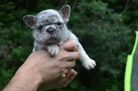 Diesel, a male French Bulldog for sale in New York City, NY – 9 of 10