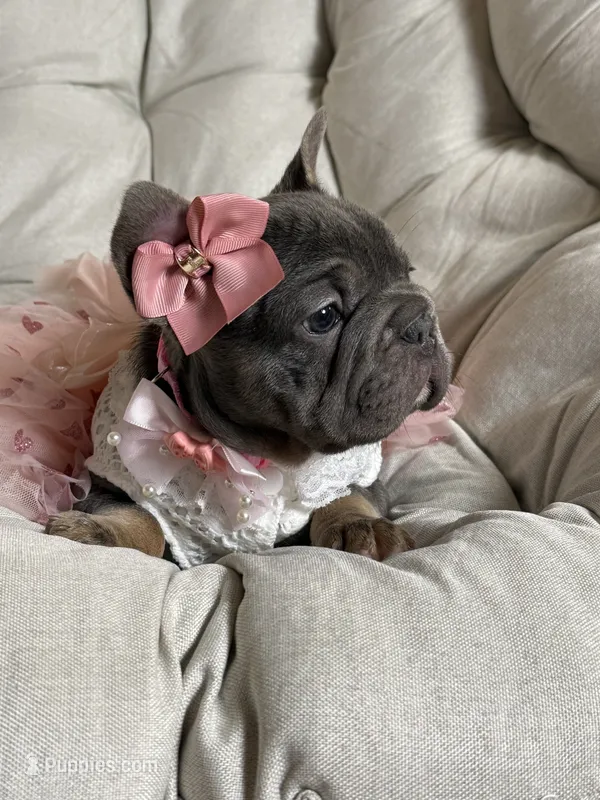 Angel Big Rope AKC fluffy carrier – French Bulldog puppy for sale in New York City, NY