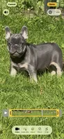 Louie , a male French Bulldog for sale in New York City, NY – 3 of 7