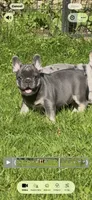 Louie , a male French Bulldog for sale in New York City, NY – 2 of 7