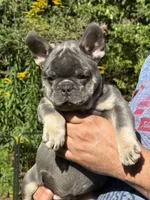 Louie , a male French Bulldog for sale in New York City, NY – 5 of 7