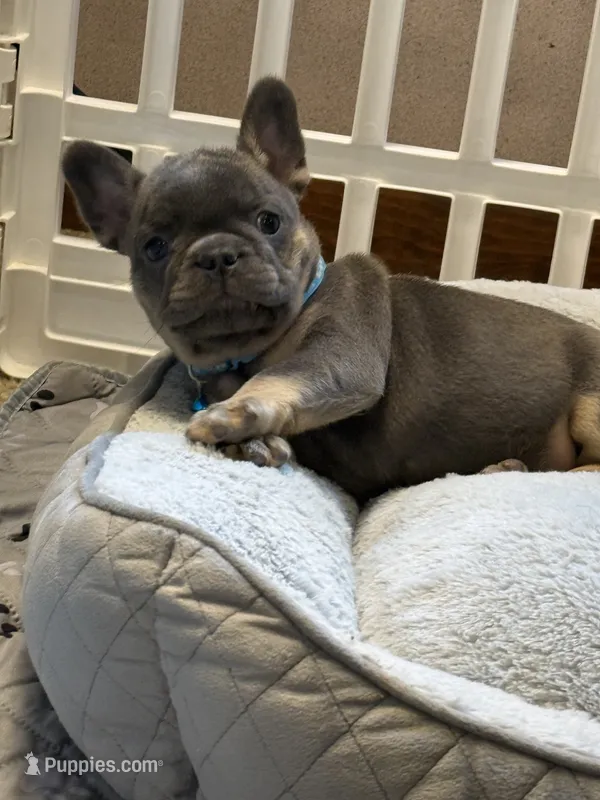 Louie  – French Bulldog puppy for sale in New York City, NY