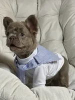 Teddy Bear Fluffy Isabella AKC, a male French Bulldog for sale in New York City, NY – 5 of 10